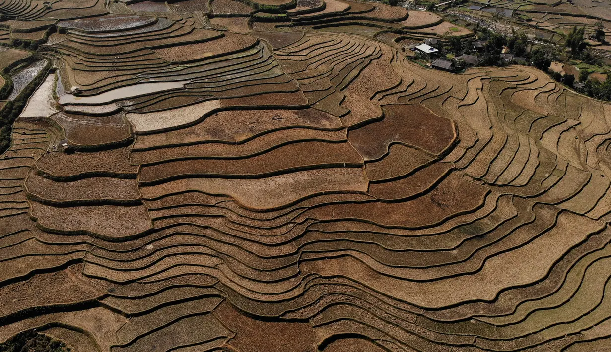 Foto udara ini menunjukkan sawah terasering di provinsi Yen Bai, Vietnam pada 29 November 2021. Terletak 300 km barat laut Hanoi, distrik Mu Cang Chai di Provinsi Yen Bai utara, sawah terasering telah menjadi destinasi wisata populer dengan turis asing dan lokal sebelum pandemi. (Nhac NGUYEN / AFP)