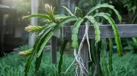 Cara Merawat Tanaman Buah Naga agar Tumbuh Subur dan Cepat Berbuah