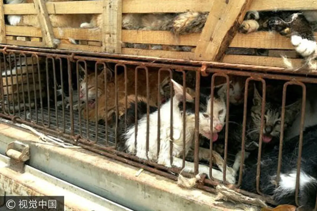 Polisi Selamatkan 500 Kucing  yang Tengah Diantar ke Restoran
