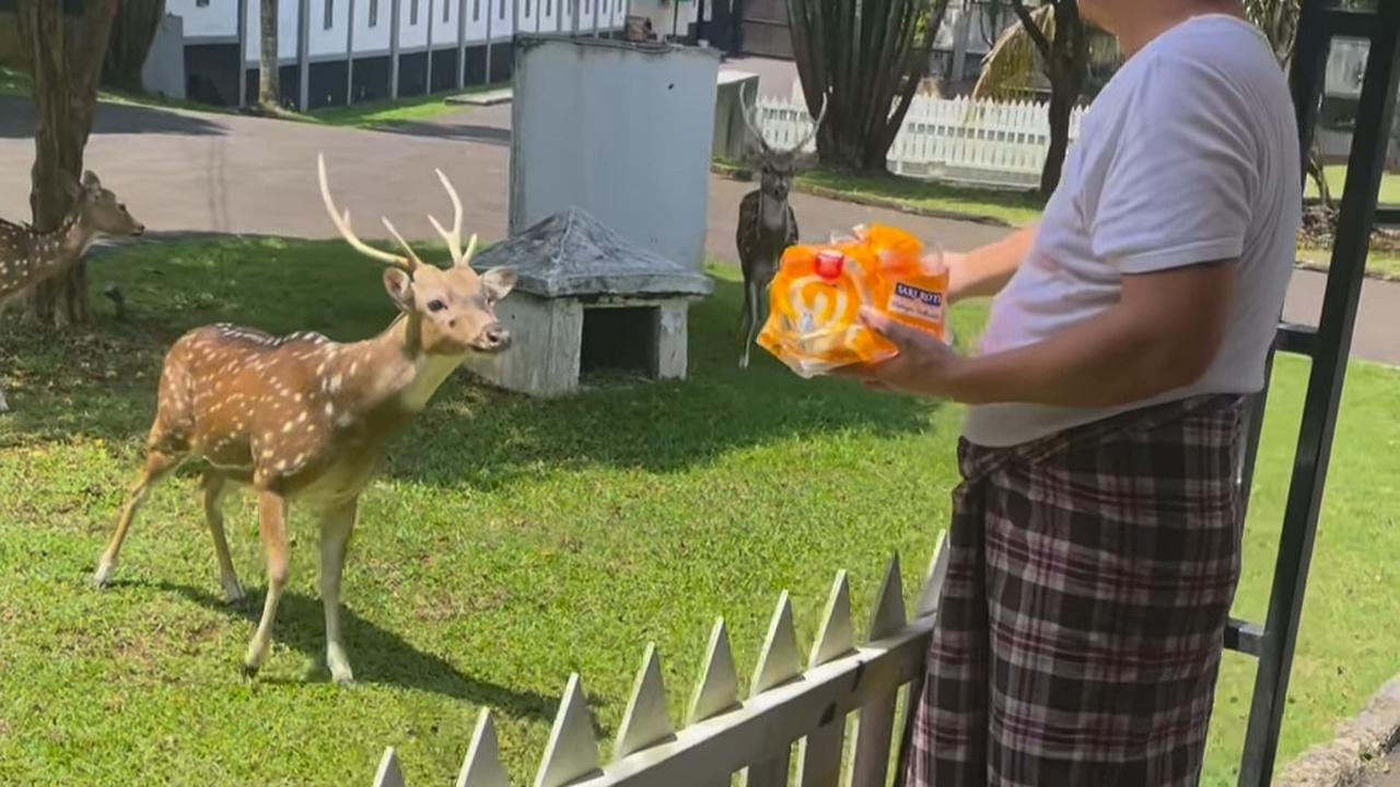 Potret Pasha Ungu Beri Makan Roti Untuk Para Rusa di Rumah Mewahnya, Disebut Merakyat Pakai Sarung & Peci