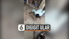 cium ular