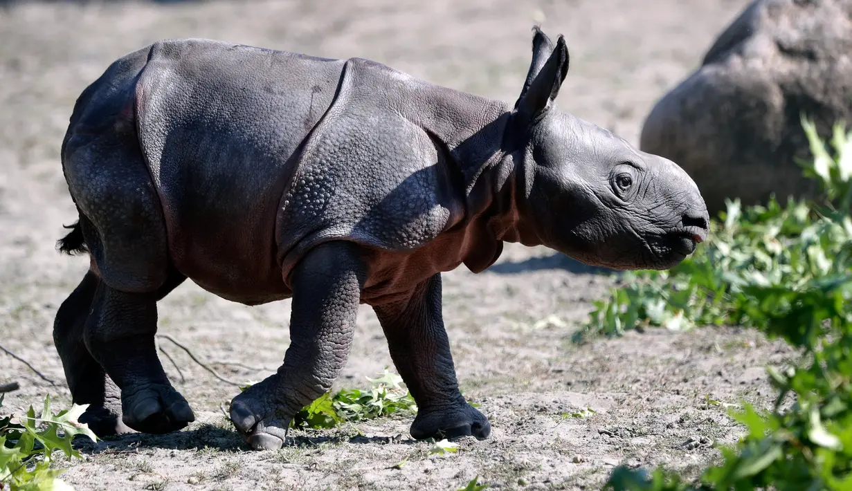 Seekor anak badak bercula satu yang baru lahir terlihat di kandangnya di Kebun Binatang di Berlin, Jerman, (6/9). Setelah periode kehamilan 428 hari, anak badak dari bunda Betty ini lahir di pagi hari Rabu, 5 September 2018. (AP Photo/Michael Sohn)