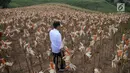 Presiden Joko Widodo (Jokowi) memanen dalam acara panen raya jagung di Desa Botuwombato, Kabupaten Gorontalo Utara, Jumat (1/3). Selain memanen, Jokowi juga memberikan bantuan kepada petani. (Liputan6.com/Arfandi Ibrahim)