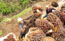 Tak Hanya Kelola Kebun, Koperasi Bakal Dilibatkan dalam Industri Sawit