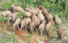 Waspada! Kawanan Gajah Liar 18 Ekor Terpantau di Jalan Suoh-Tanggamus, Warga Diminta Hati-hati