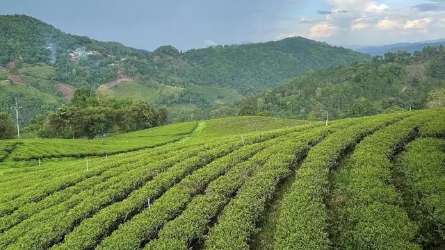 Perkebunan Teh Oolong di Gunung Doi Mae Salong, Thailand