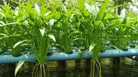 Menanam Kangkung Menggunakan Air Kolam Ikan (AI Generated)