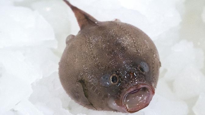 Begini Uniknya Coffinfish, Ikan yang Hobi Tahan Napas di Air - Liputan6.com