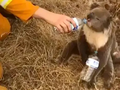 Gambar dari video pada 22 Desember 2019, seekor koala meminum air dari botol yang diberikan petugas pemadam kebakaran di Cudlee Creek, Australia Selatan. Untungnya, koala yang terperangkap di sekitar kebakaran itu tidak mengalami luka. (Oakbank Balhannah CFS via AP)