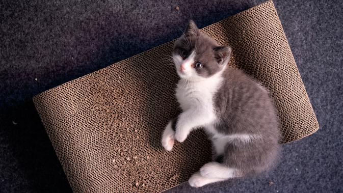 Gambar pada 2 September 2019 memperlihatkan anak kucing hasil kloning bernama Garlic di perusahaan China, Sinogene, di Beijing. Untuk mengkloning hewan peliharaan seperti kucing dan anjing, Sinogene memasang tarif 250 ribu hingga 380 ribu yuan. (STR/AFP)