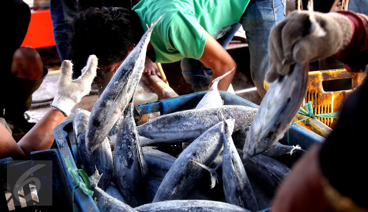Aktivitas bongkar muat ikan di Pelabuhan Muara Baru, Jakarta, Selasa (22/9/2015). Nelayan mengeluh mahalnya BBM dan Peraturan Menteri No. 2/2015 tentang larangan penggunaan pukat hela dan pukat tarik membuat nelayan merugi. (Liputan6.com/Angga Yuniar) 