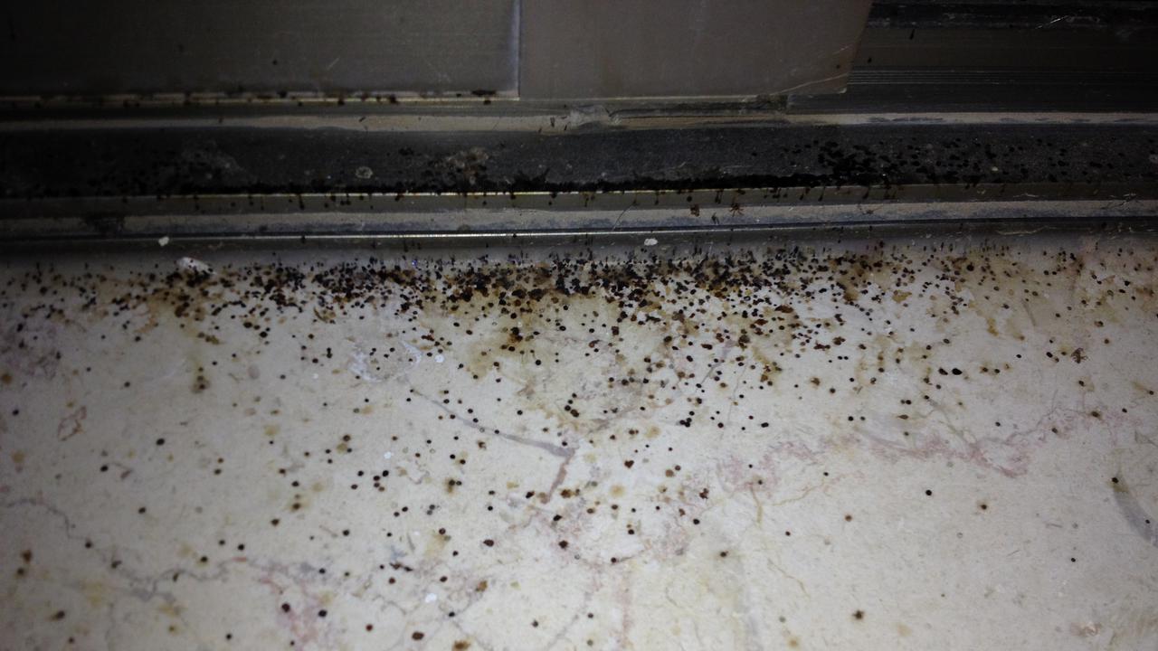 Dampak Buruk Tembok Rumah Berjamur