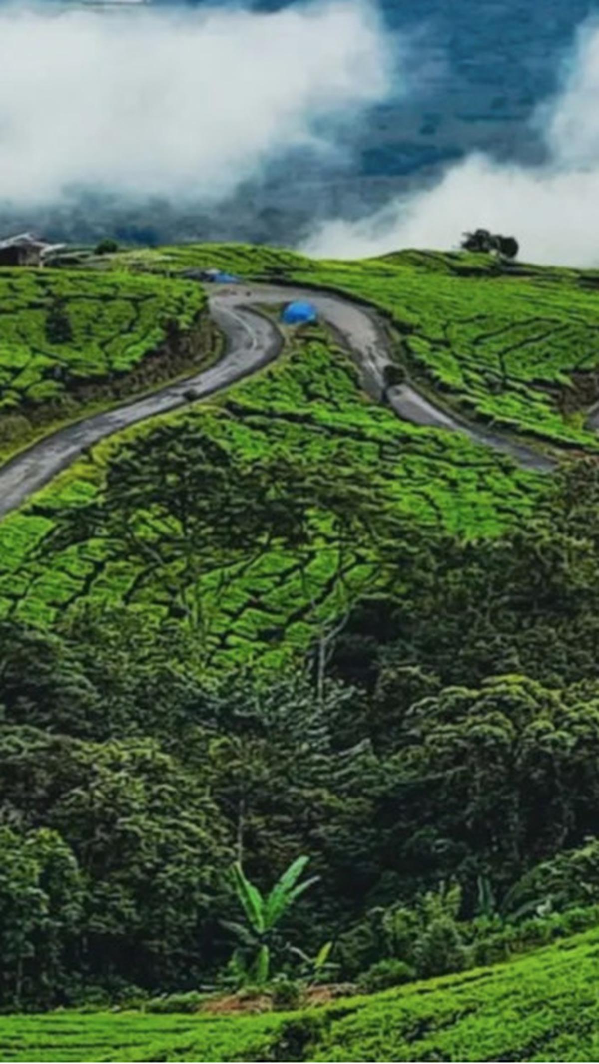 4. Kebun Teh Gunung Dempo<br>