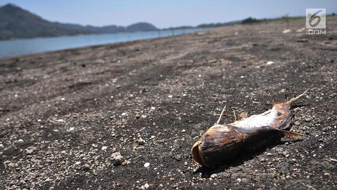 Kondisi ikan mati terlihat di pinggiran Waduk Gajah Mungkur, Wonogiri, Selasa (3/9/2019). Musim kemarau di Jawa Tengah menjadi terparah dalam lima tahun terakhir hingga menyebabkan krisisnya volume air Waduk Gajah Mungkur dan banyak ditemukannya ikan mati terdampar. (merdeka.com/Iqbal Nugroho)