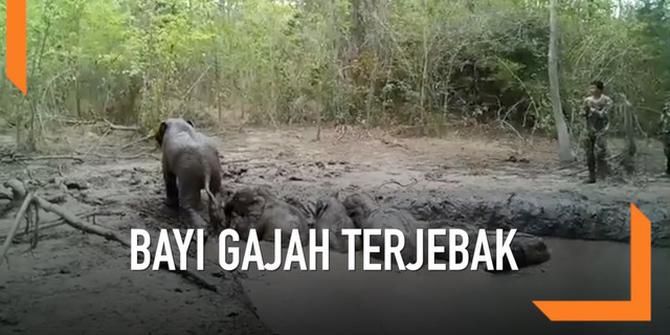VIDEO: Lihat, Aksi Heroik Selamatkan 6 Bayi Gajah