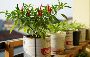 7 Cara Menanam Cabai di Kaleng Cat Bekas, Mudah dan Hemat Lahan (Foto: Gemini AI)