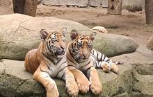 Kemenhut Tingkatkan Biosekuriti Pascakematian Harimau di Bandung Zoo
