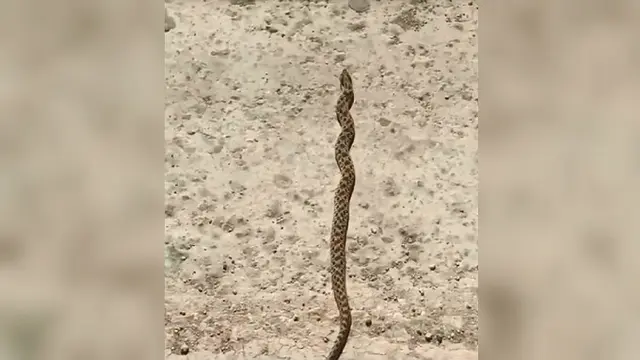 Ular Hognose (Hognose Snake)