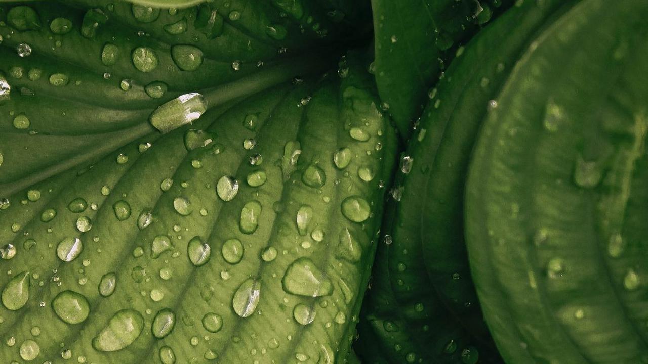 Fungsi Stomata Pada Daun, Bantu Proses Fotosintesis