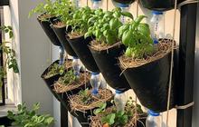 7 Tanaman Dapur yang Cocok Ditanam di Pot Gantung, Praktis dan Cantik