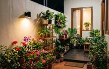 12 Tanaman Bunga yang Bikin Ruangan Lebih Estetik, Pilihan Low-Maintenance dan Awet untuk Pemula