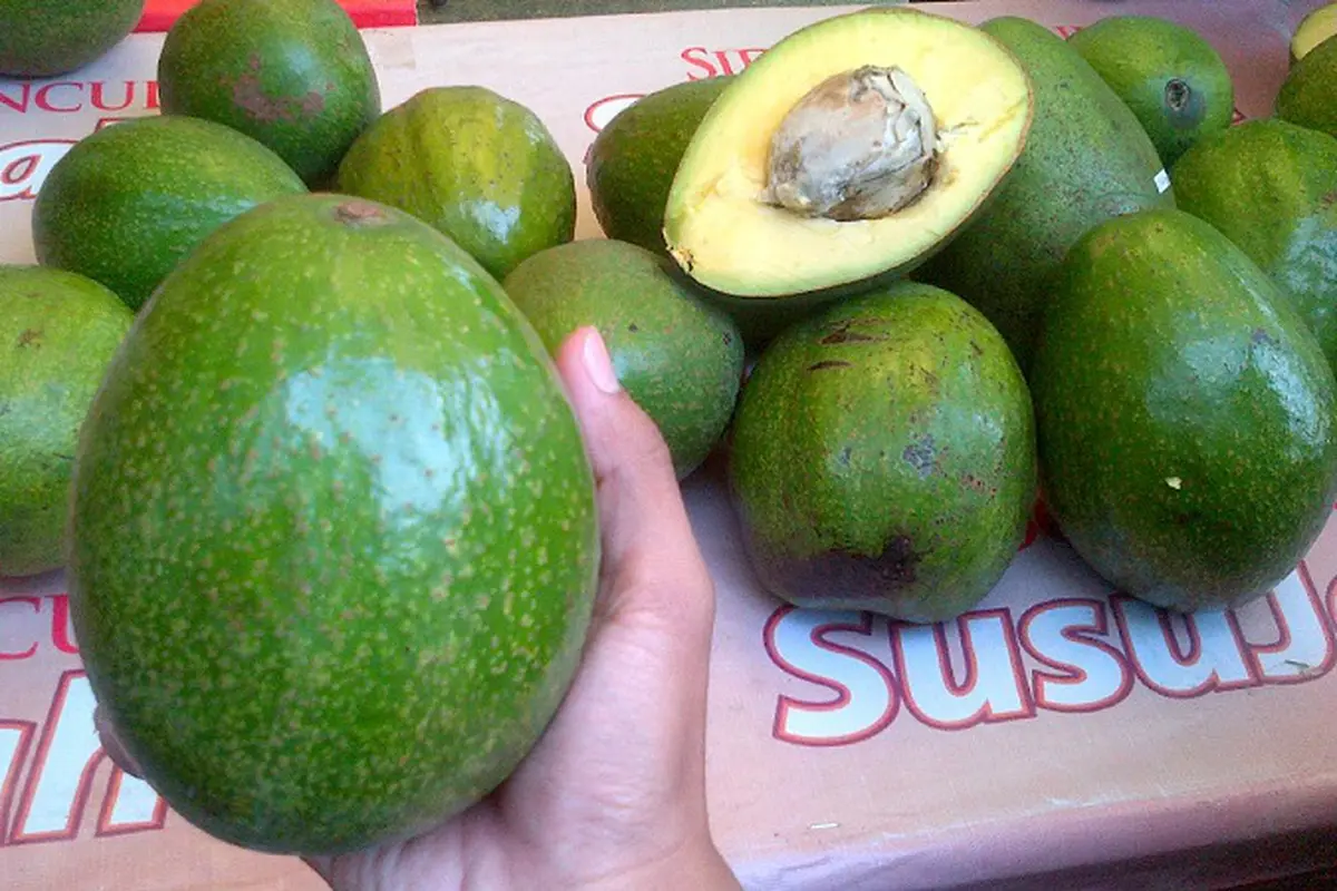 Super, Berat Sebuah Alpukat Ini Mencapai 1,8 Kg