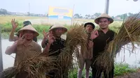 Perum BULOG kembali menunjukkan komitmennya dalam mendukung ketahanan pangan nasional dengan menggelar kegiatan serap dan panen padi