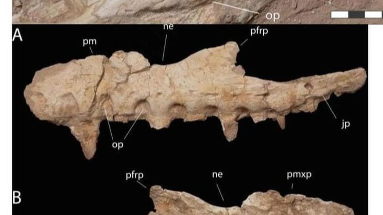 Fakta Monster Laut Mosasaurus