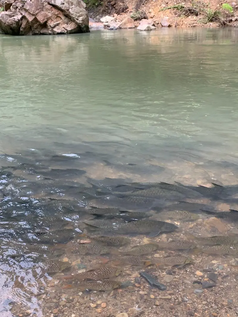 Wisata Fish Spa di Sungai Luanti, Ranau, Sabah, Malaysia.