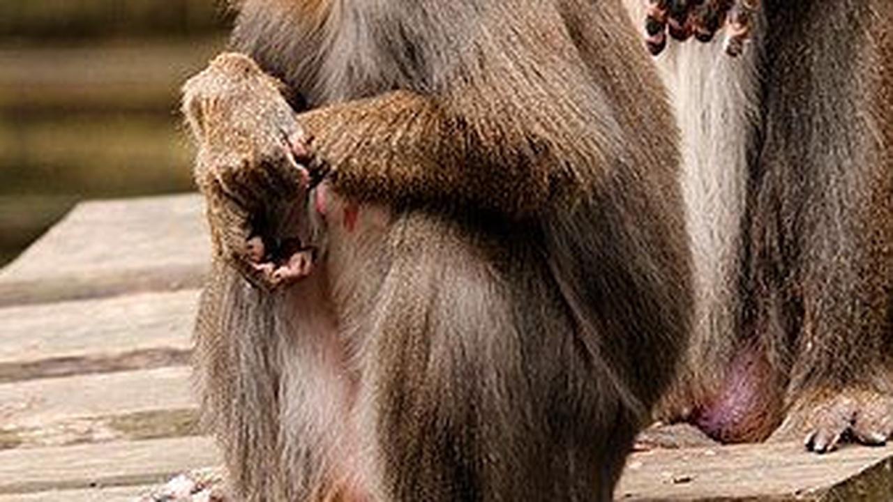 5. Mandrill<br>