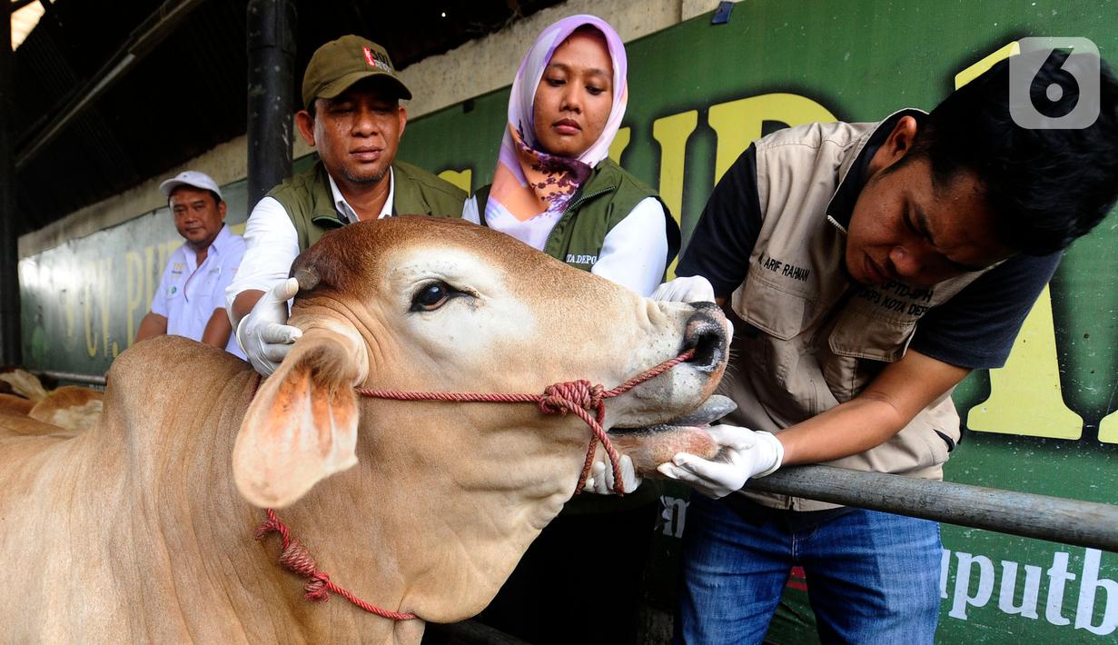 Nantinya setiap petugas akan memberikan surat pernyataan hewan kurban tersebut layak atau tidak di masing-masing kandang peternak maupun lapak yang tiap tahun menjual hewan ternaknya. (merdeka.com/Arie Basuki)