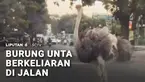 Kalau sedang mengemudi, ada saja momen saat pengendara harus memberi jalan untuk hewan yang melintas. Kucing hingga kambing menyeberang jalan misalnya. Tapi apa jadinya kalau hewan yang berkeliaran di jalan adalah burung unta?