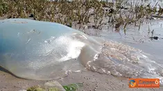 Citizen6, Inggris: Telah ditemukan ubur-ubur raksasa sepanjang satu meter yang memiliki nama ilmiah Rhizostoma Octopus di pesisir pantai Devon, Inggris. Ubur-ubur ini jenis yang tidak mematikan. (Pengirim: Steven Sukamto)