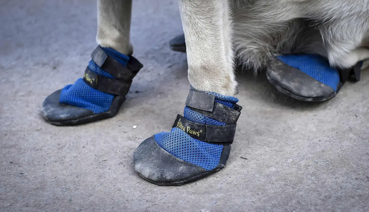 Sepatu yang digunakan Frida saat mencari korban gempa yang menghantam Meksiko di sekolah Rebsamen, Mexico City (22/9). Frida merupakan anjing berjenis Labrador yang telah lama berpartisipasi dalam pencarian korban bencana alam. (AFP Photo/Omar Torres)