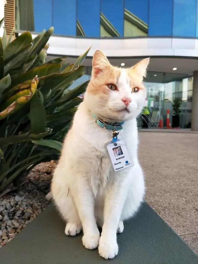 kucing jadi petugas keamanan