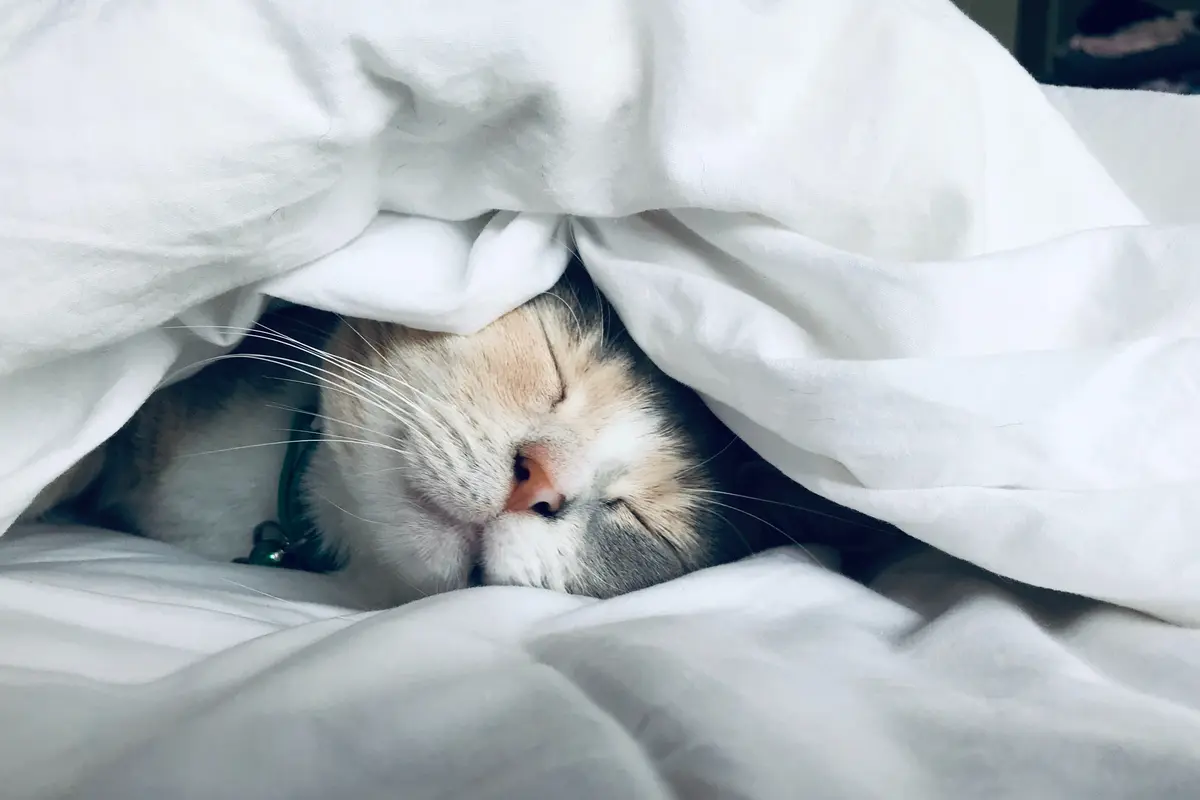 Kucing - Vania