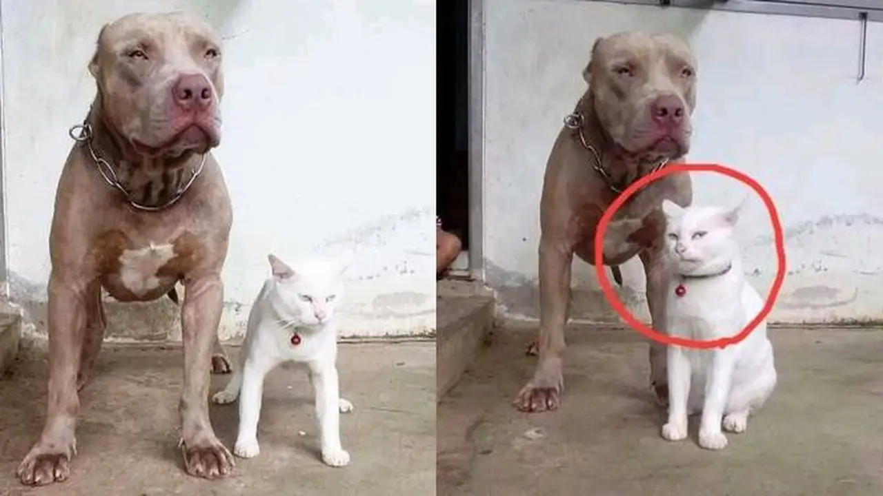 7 Kelakuan Nyeleneh Kucing Salah Pergaulan Ini Bikin Heran