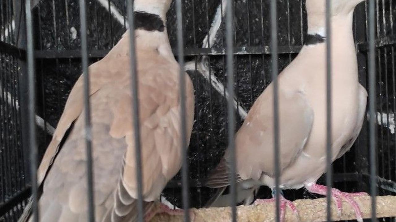 Pertanda Hal Gaib