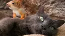 Seekor kucing bernama Pusha mengadopsi empat bayi tupai dan tinggal bersama di taman miniatur lokal di Bakhchisaray, Krimea pada 25 April 2019. Bayi tupai yang awalnya takut pada induk baru mereka membutuhkan waktu beberapa minggu untuk terbiasa satu sama lain. (REUTERS/Alexey Pavlishak)