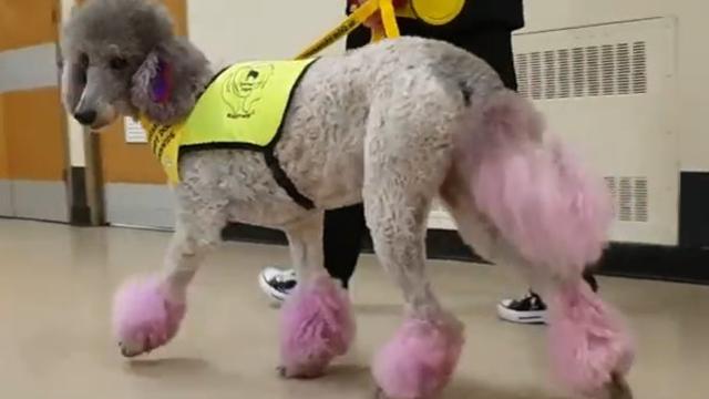 Anjing Terlatih