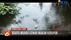 Menurut warga, kebiasaan buaya makan kerupuk itu lantaran pedagang kerupuk keliling kerap membuang kerupuk yang kadaluarsa ke sungai.