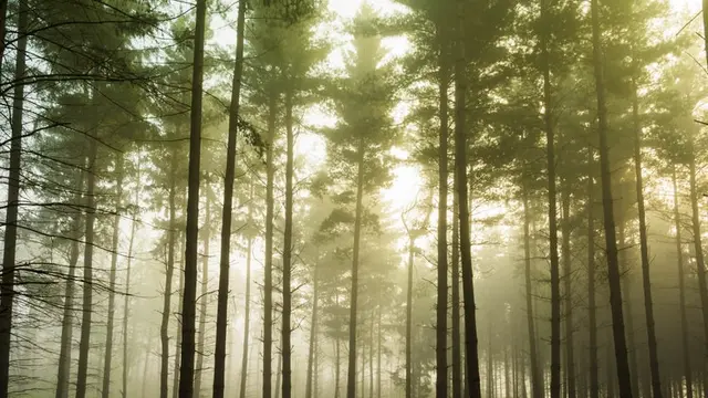 Ilustrasi hutan