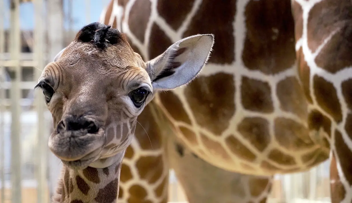 Bayi jerapah 'Melman' berdiri di samping ibunya 'Binti' di dalam kandang mereka di taman Kebun Binatang Beauval di Saint-Aignan-sur-Cher, Prancis barat, Selasa (13/7/2021). Melman yang lahir pada 11 Juli lalu sudah memiliki tinggi 170 cm dan berat 55 kilogram. (Guillaume SOUVANT / AFP)