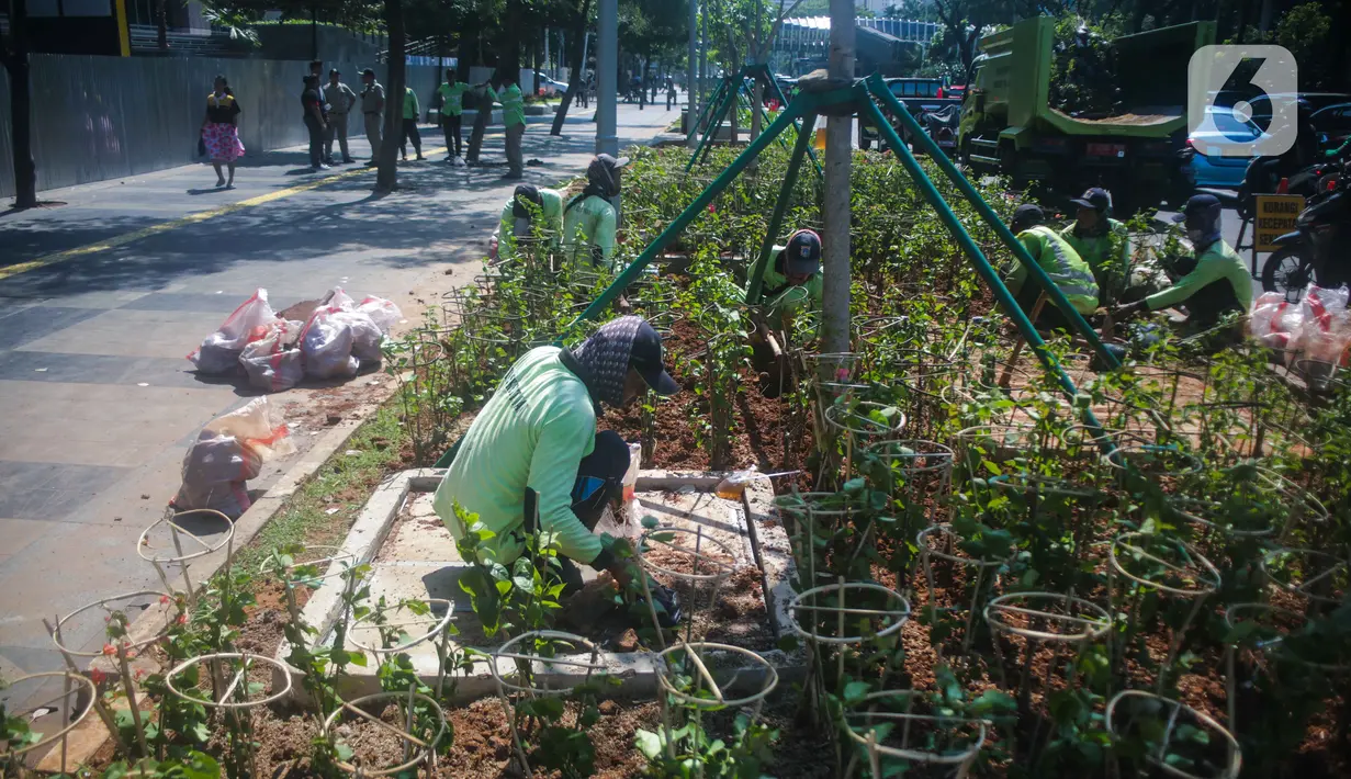 Petugas Dinas Kehutanan DKI Jakarta menanam tanaman hias bougenville di sepanjang Jalan Sudirman, Jakarta, Selasa (19/11/2019). Selain agar Jakarta semakin hijau dan lestari, penanaman tersebut juga untuk menekan polusi udara Ibu Kota. (Liputan6.com/Faizal Fanani)