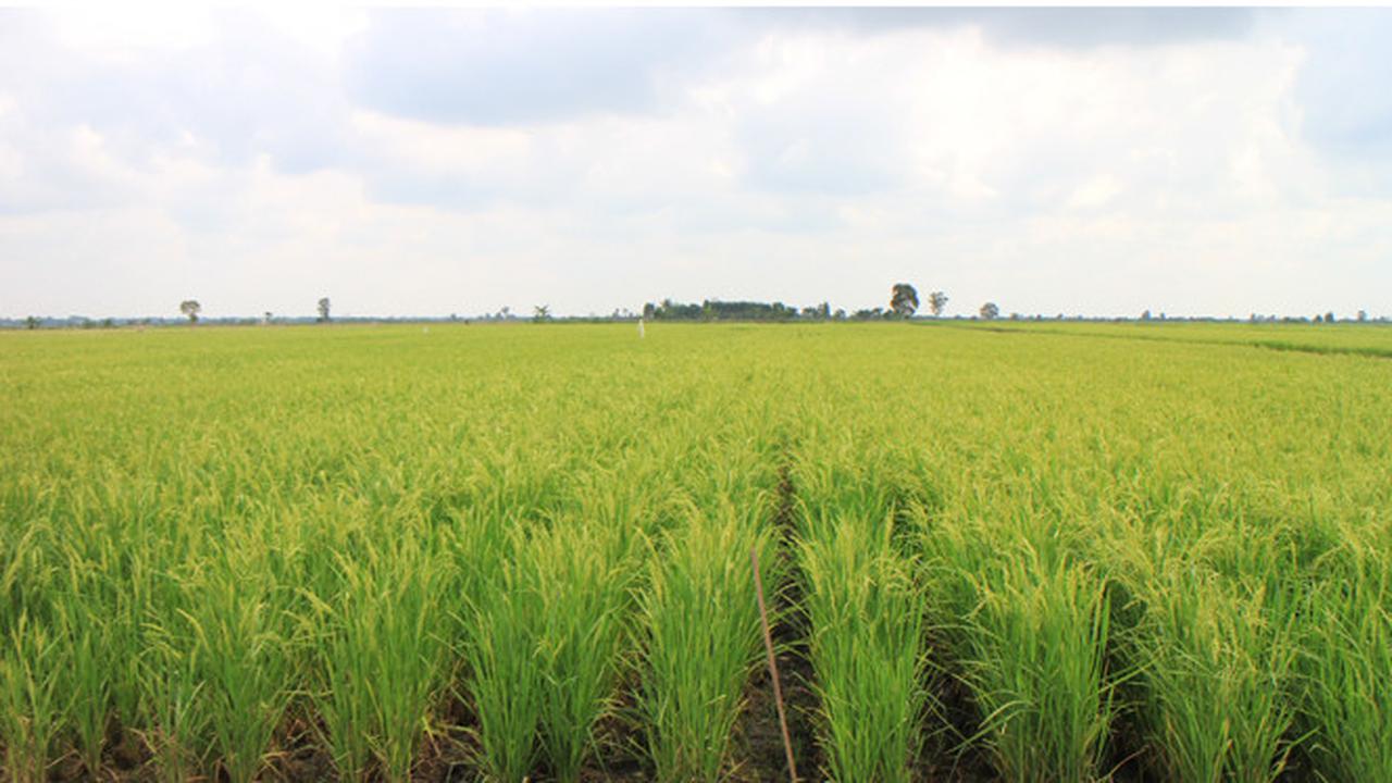 Lahan sawah di Desa Jejangkit
