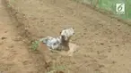 Anjing tersebut terus menggonggong untuk meminta bantuan karena dirinya terjebak di lubang lumpur di Ryugasaki, Prefektur Ibaraki, Jepang.