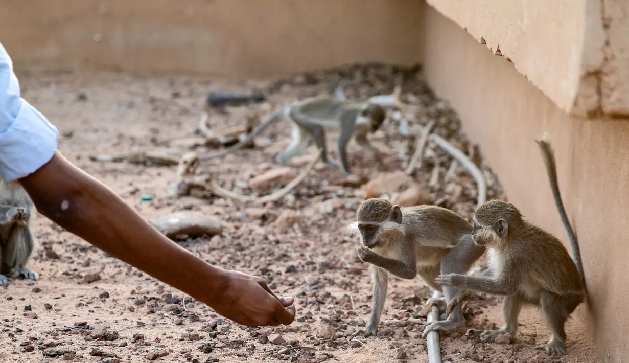 Seorang mahasiswa memberi makan monyet yang hidup bebas di kampus Universitas Khartoum di ibu kota Sudan, pada 9 Maret 2021. Ratusan monyet yang sebagian besar hidup di atap gedung kampus, juga berkeliaran dengan bebas di antara mahasiswa yang sering memberi mereka suguhan. (ABDULMONAM EASSA/AFP)