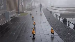 Seorang pejalan kaki melewati kabut pagi di sepanjang kolam di Ostankino di Moskow, Rusia, Selasa (2/11/2021). Lebih dari 30 penerbangan ditunda atau dibatalkan di tiga bandara di ibu kota karena kabut. (AP Photo/Alexander Zemlanichenko)