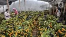 Calon pembeli memilih pohon jeruk Kim Kit di Meruya, Jakarta Barat, Selasa (25/1/2022). Banyak warga membeli pohon jeruk Kim Kit untuk dikirim kepada kerabat dan juga sebagai hiasan Imlek. (merdeka.com/Iqbal S. Nugroho)