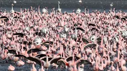 Flamingo merentangkan sayap mereka saat berdiri di antara kawanan yang lain di sebuah danau di Navi Mumbai pada Kamis (14/5/20220). Burung-burung yang bermigrasi biasa mendatangi Mumbai setiap tahun ini tiba dalam jumlah besar setelah diterapkannya kebijakan lockdown. (Photo by Punit PARANJPE / AFP)